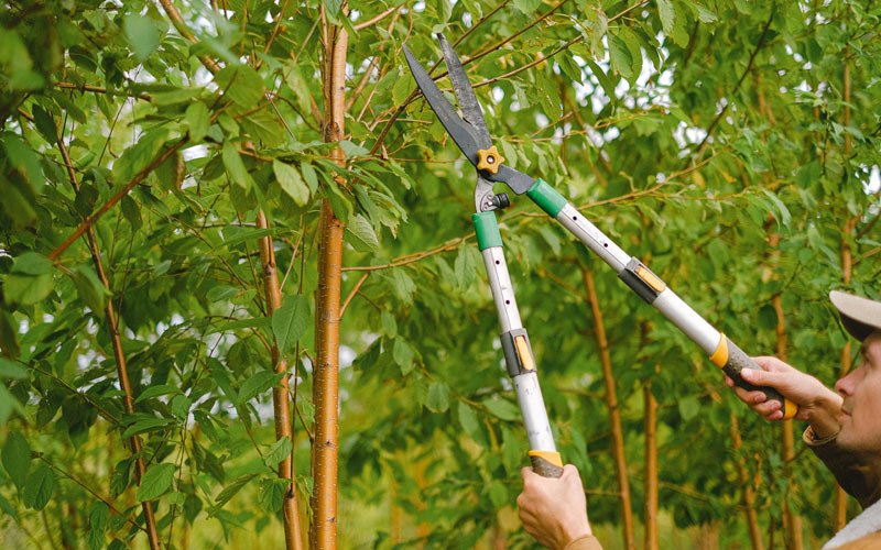 Tree trimming in Jersey Mills, PA