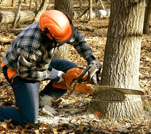 Tree Removal in Jersey Mills, PA
